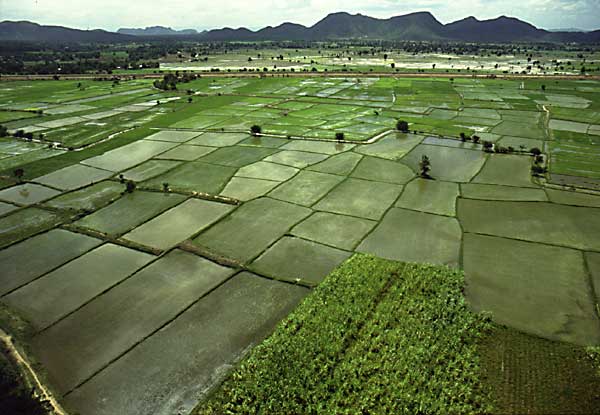 rice paddies, Kanchanaburi, Thailand