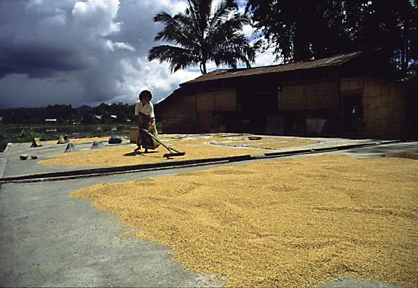 rice harvest, Sumatra