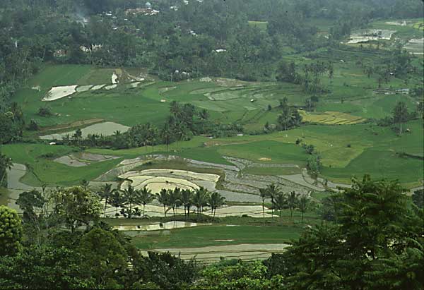 rice paddies, Sumatra